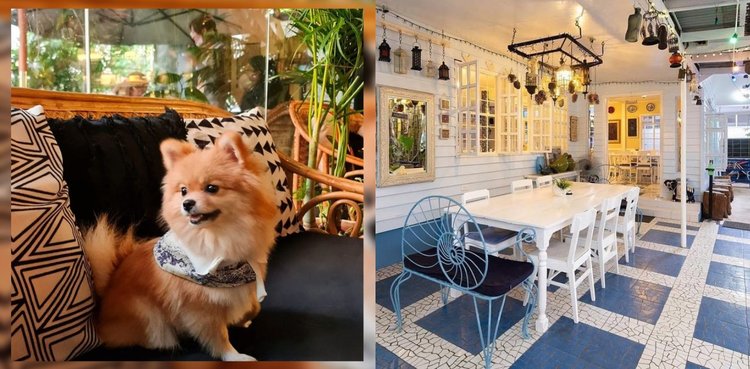 Pet-Friendly Places
