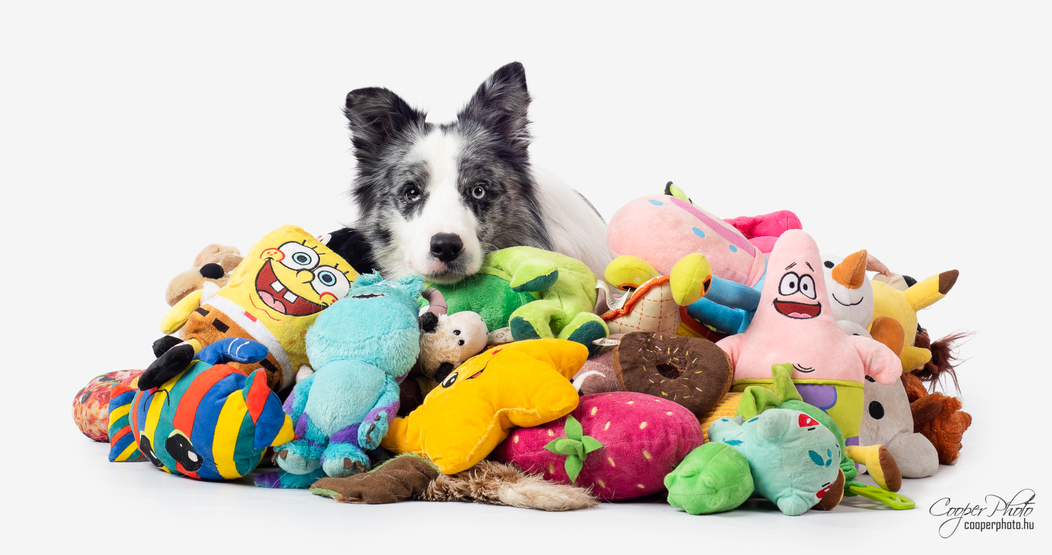 Pet Products